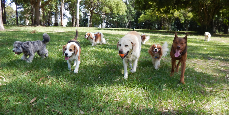 Group of Dogs in a dog park